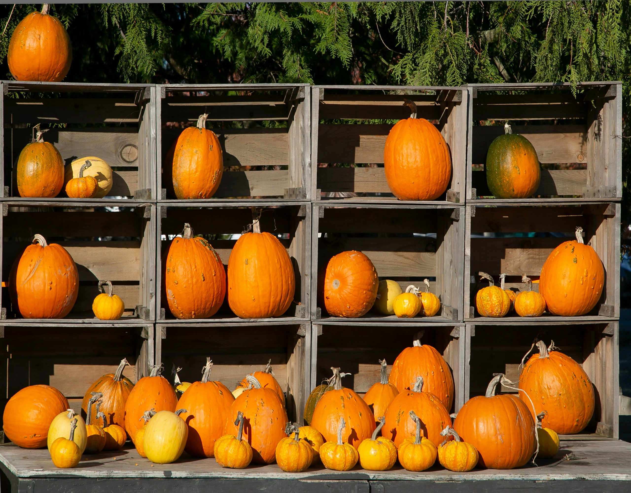 outside wooden pumpkin display