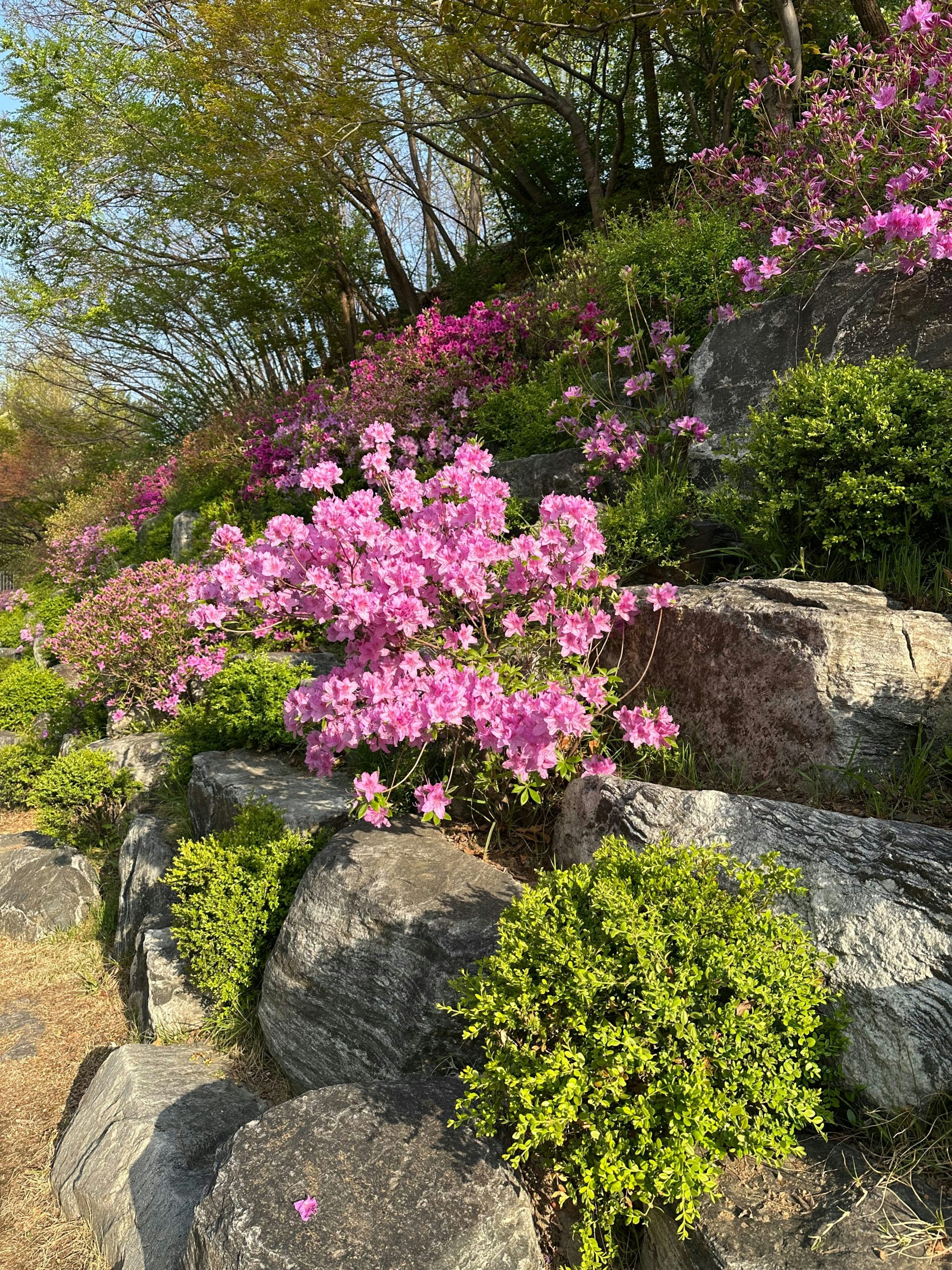 Pink azaleas bloom on a rocky hillside garden