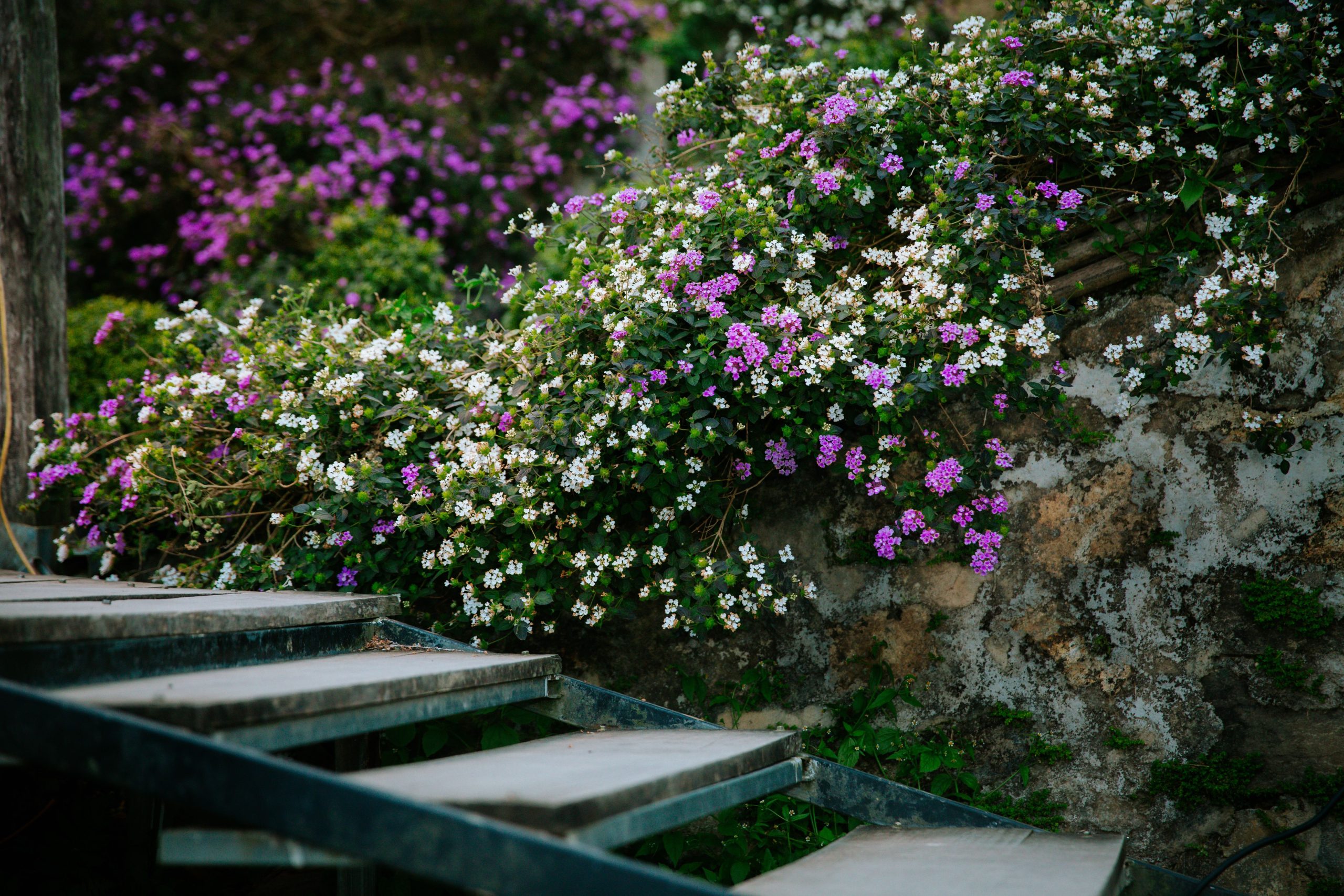 Purple and white flowers cascading over a rustic stone wall beside metal stairs.