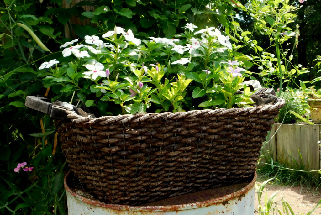 Repurpose Containers as Rustic Garden Planters - Annual Oasis