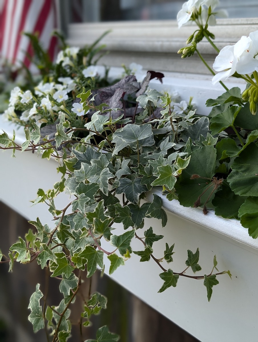 Shade Loving Perennials for Window Boxes - Finding Silver Pennies