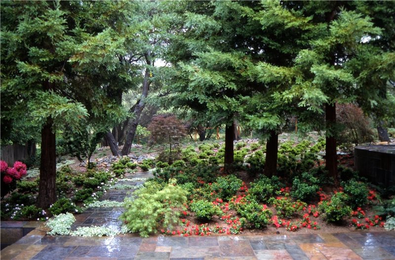Shade Shrubs and Bushes - Landscaping Network