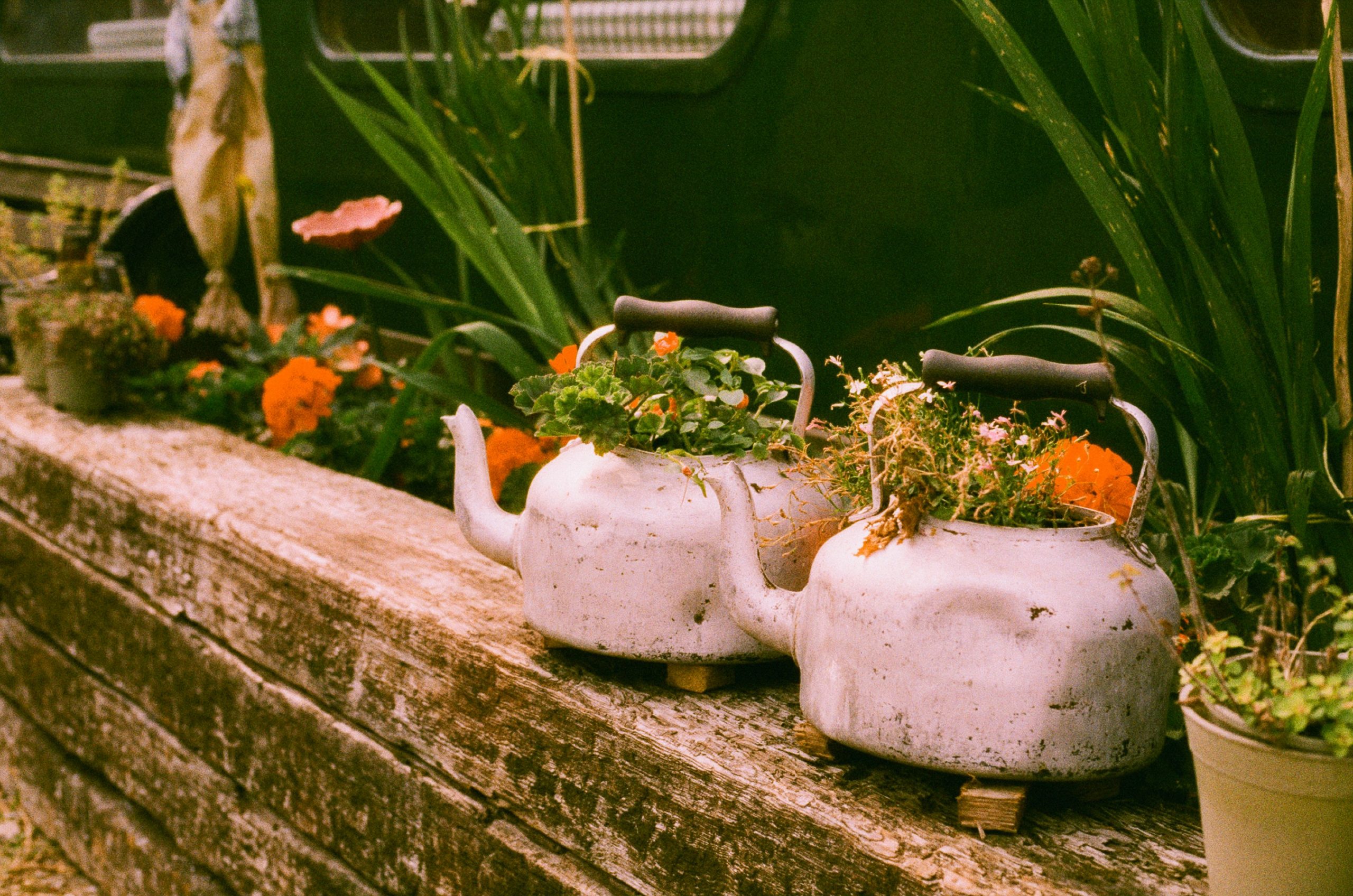 Teapots used as planters with flowers and greenery