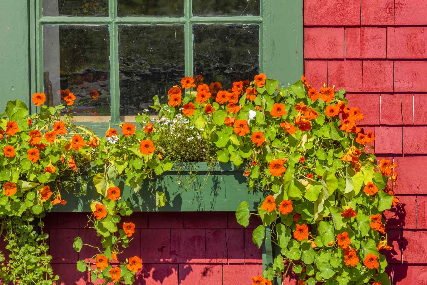 The Best Trailing Flowers for Window Boxes