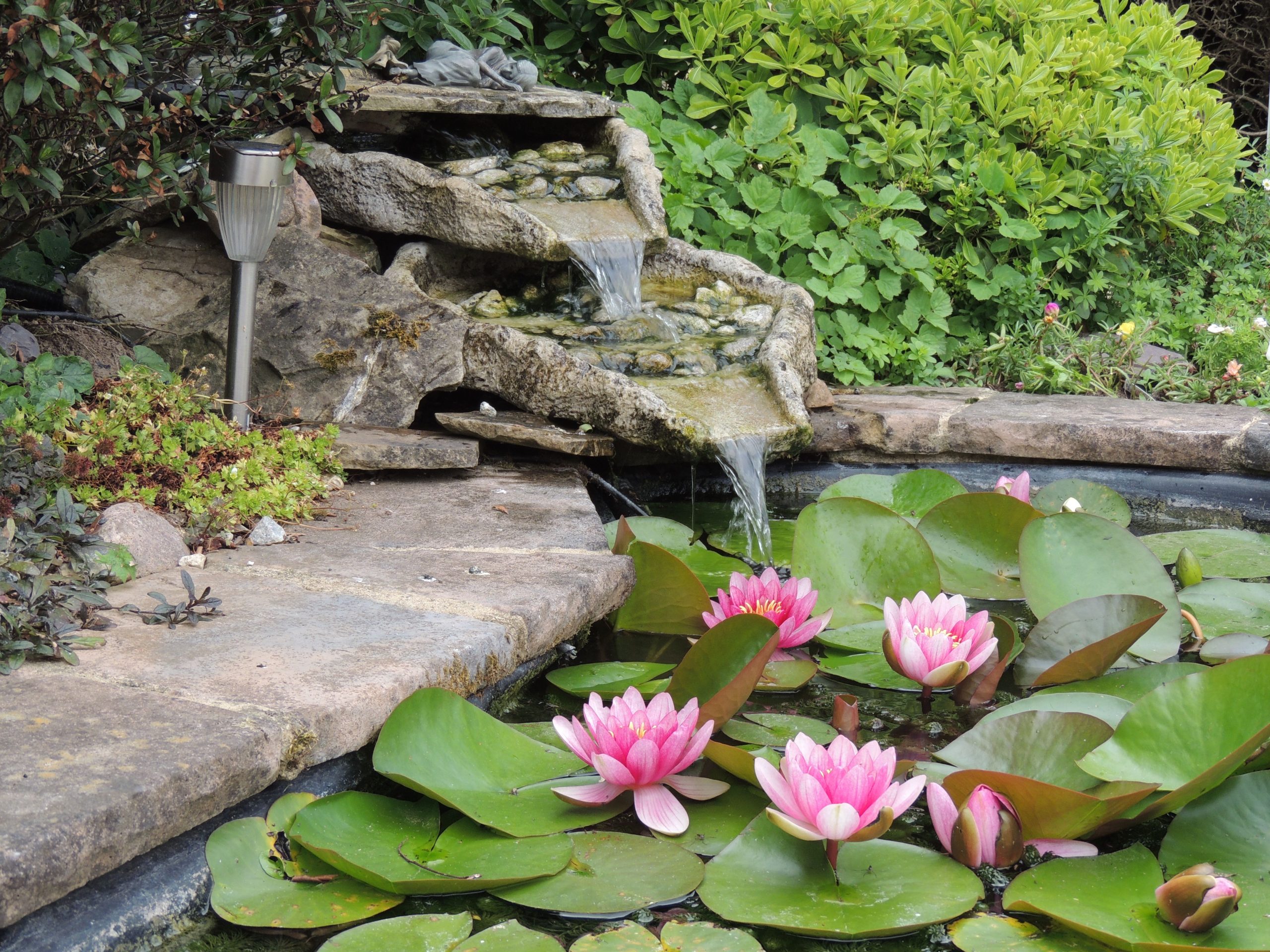Tranquil garden pond featuring vibrant pink water lilies and a cascading stone waterfall.