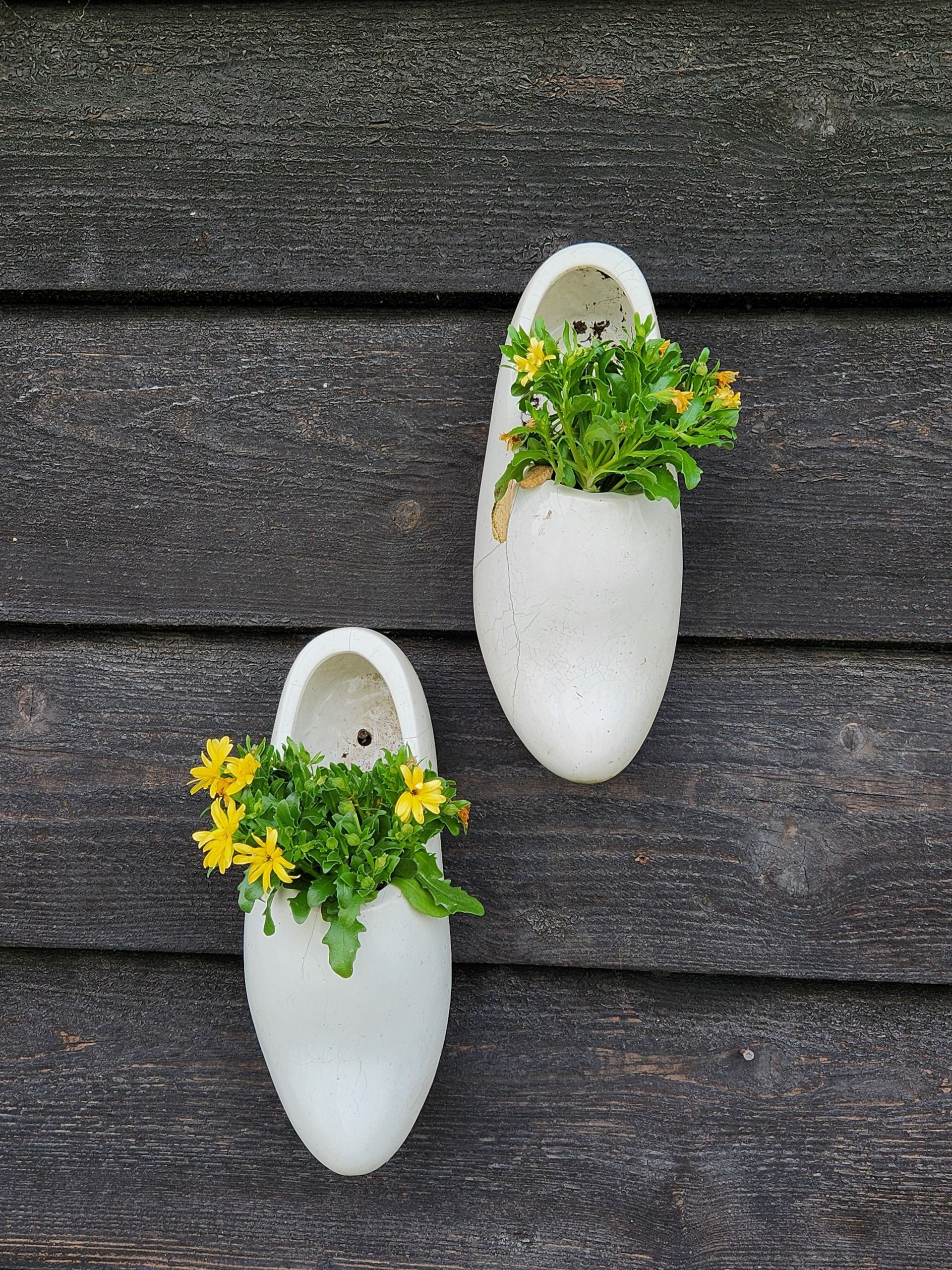 Unique ceramic shoe planters filled with yellow flowers against a rustic wooden wall.