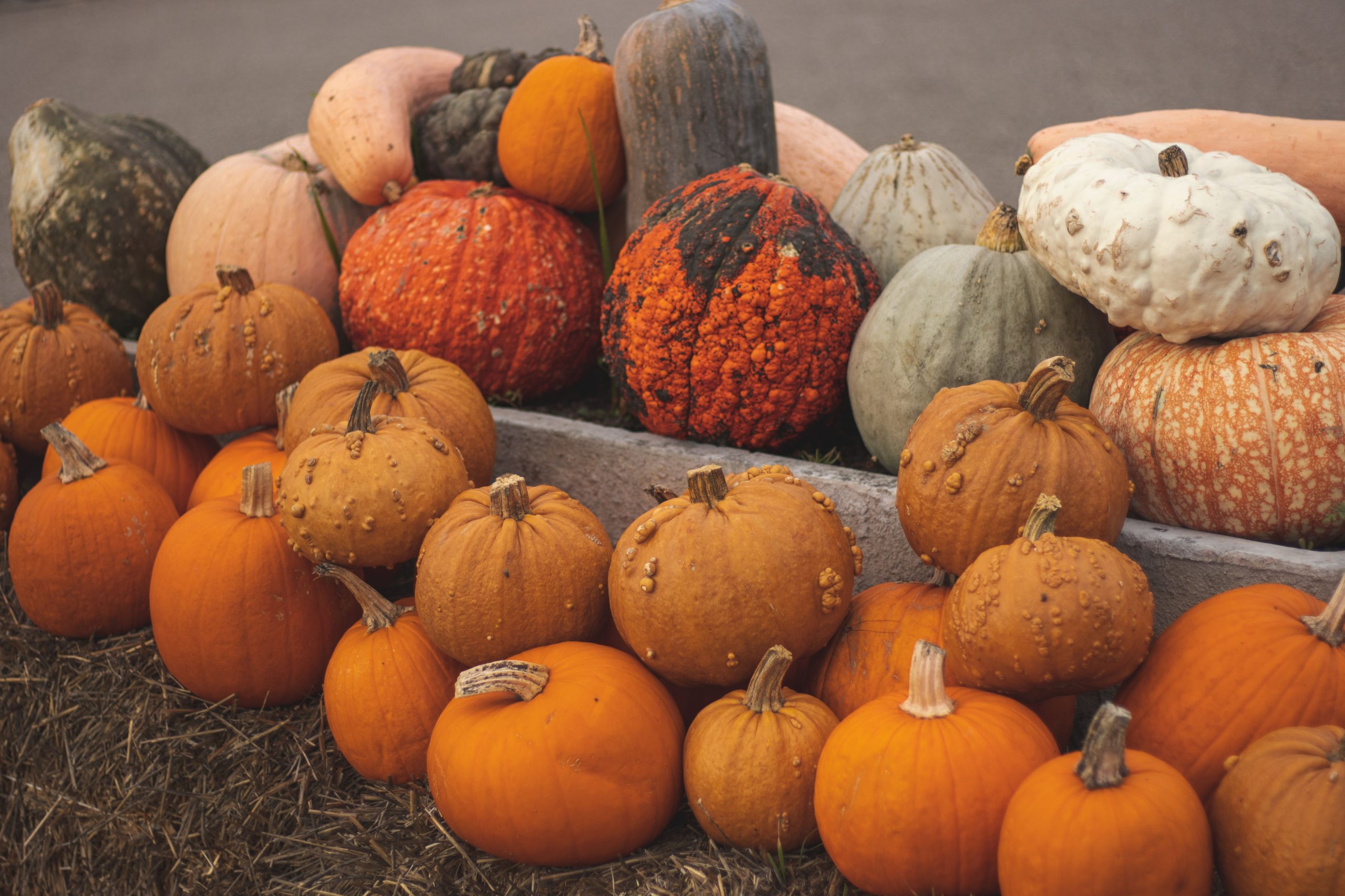 Variety of pumpkins and gourds arranged outdoors, showcasing fall harvest colors.