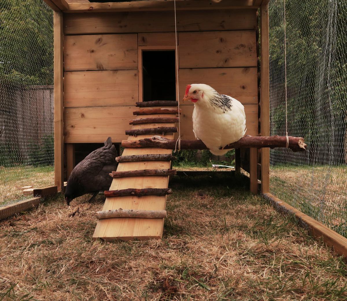 Your Guide To Building A Diy Chicken Coop For Your Backyard
