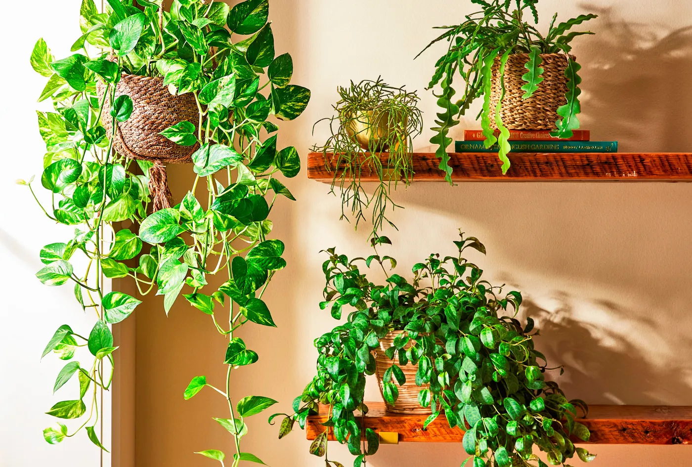 8 Gorgeous Ways to Style Trailing Plants Indoors and Out