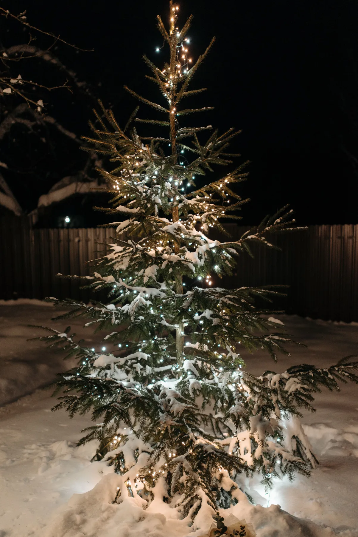 A beautifully lit Christmas tree covered in snow, set against a wintery backyard with a wooden fence.