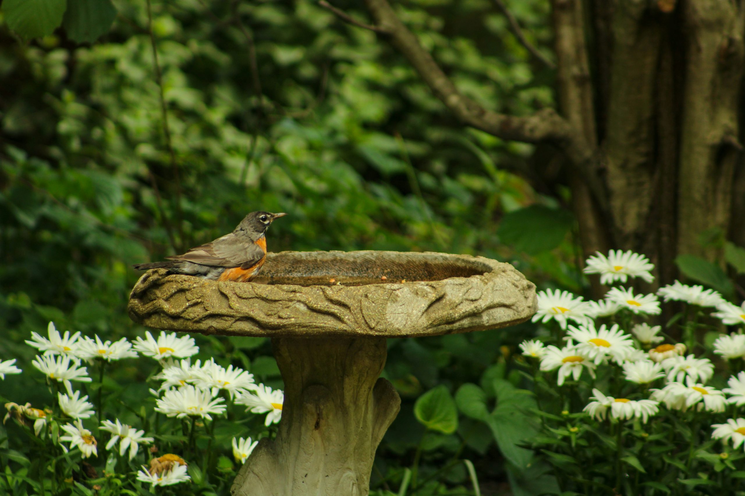 a bird bath in the middle of a flower garden