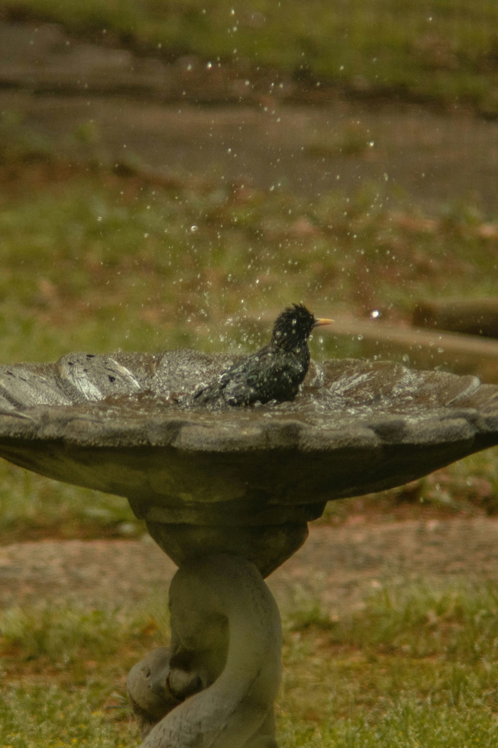 A bird enjoys a refreshing bath