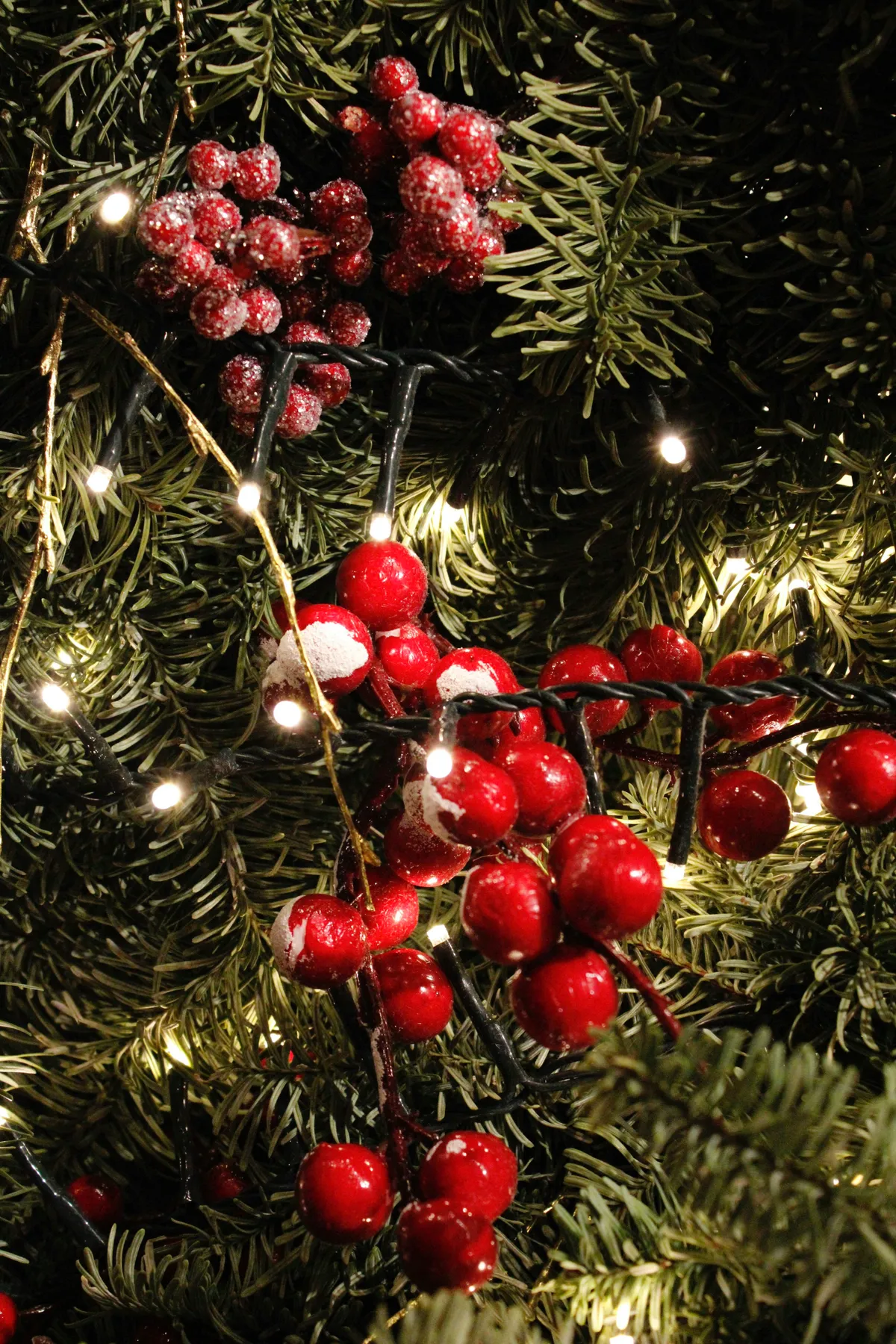 A close up of a christmas tree with red berries - Free Photo on Unsplash