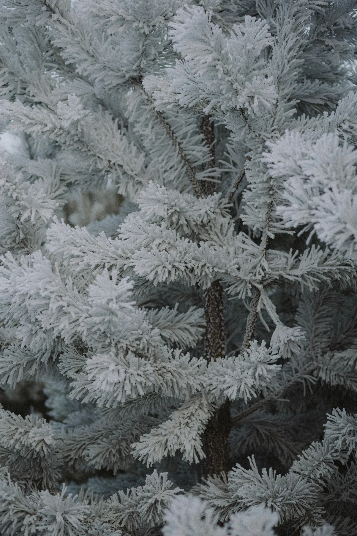 A close up of a tree with snow on it