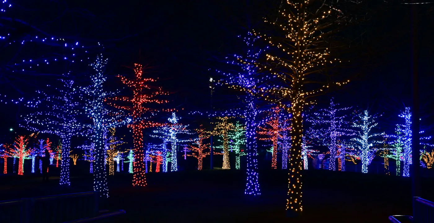 A group of trees covered in christmas lights - Free Photo on Unsplash