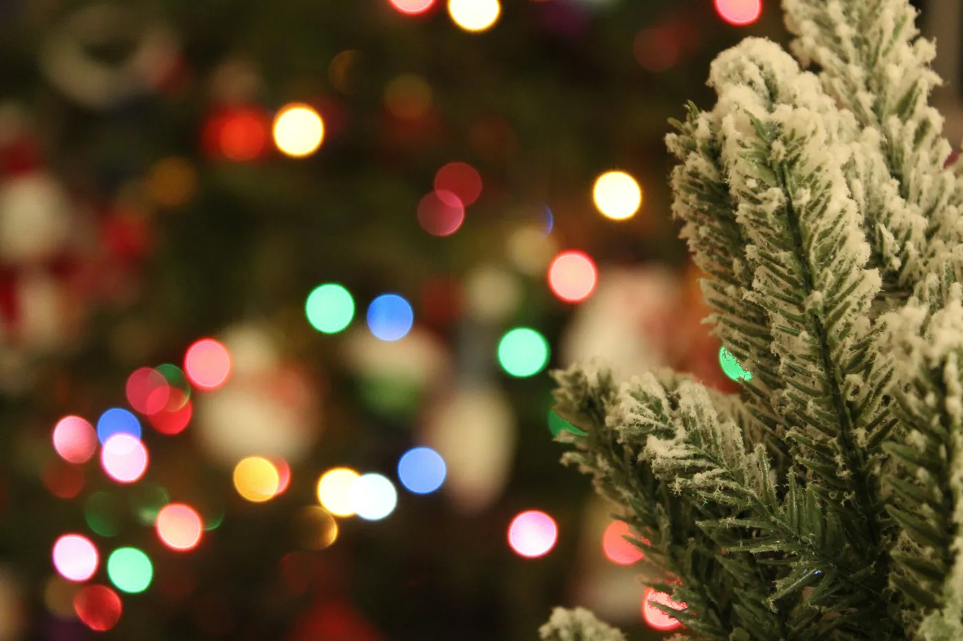 a mini pine tree with snow in front of a Christmas tree