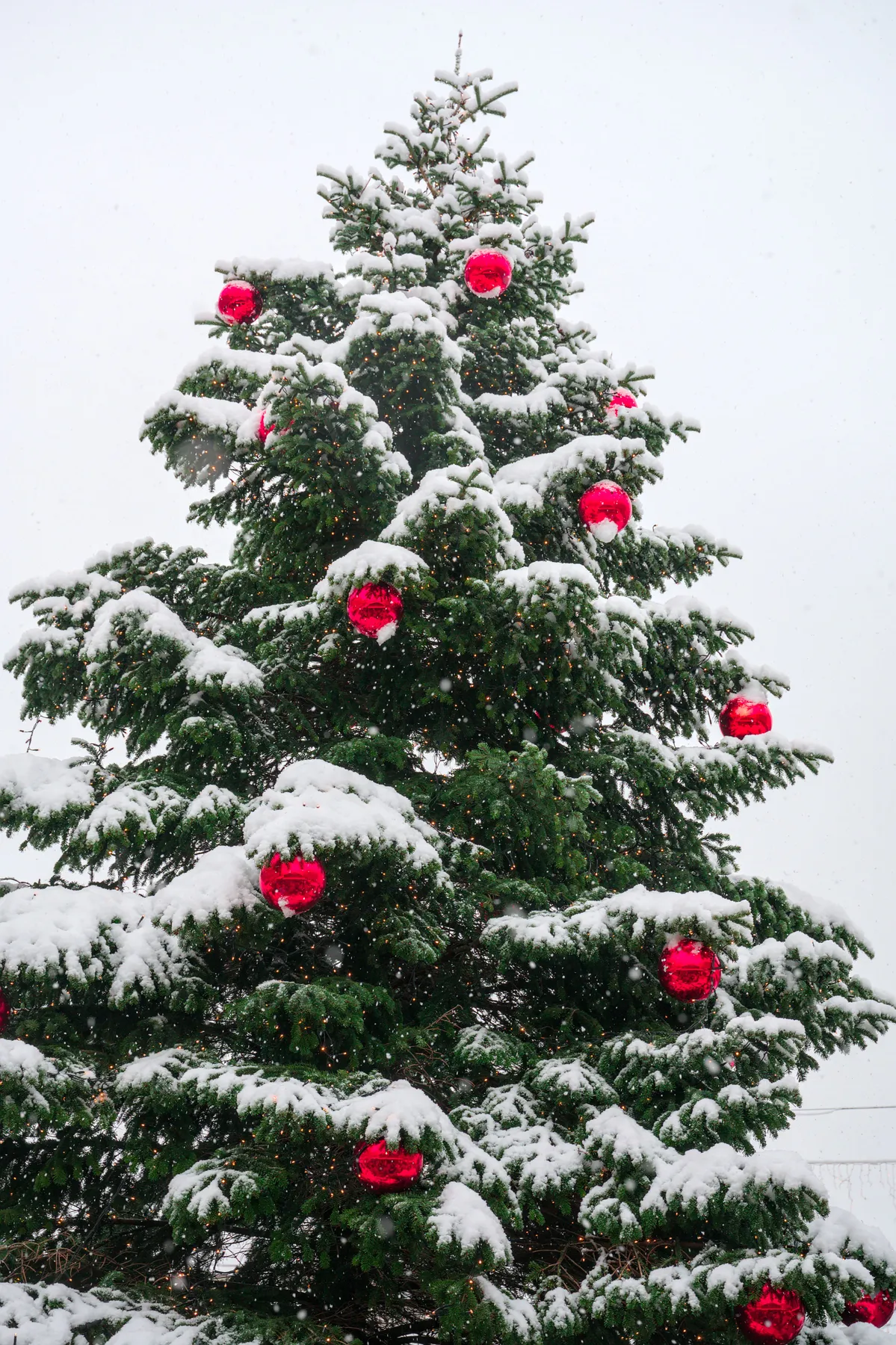 A pine tree covered in snow with bright red ornaments captures the festive holiday spirit.
