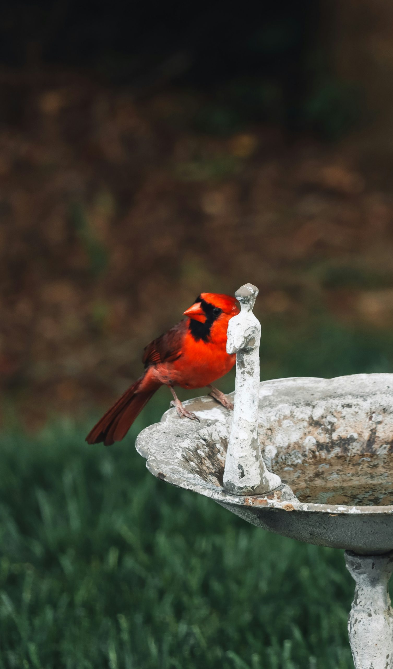 a red and black bird sitting on a bird bath