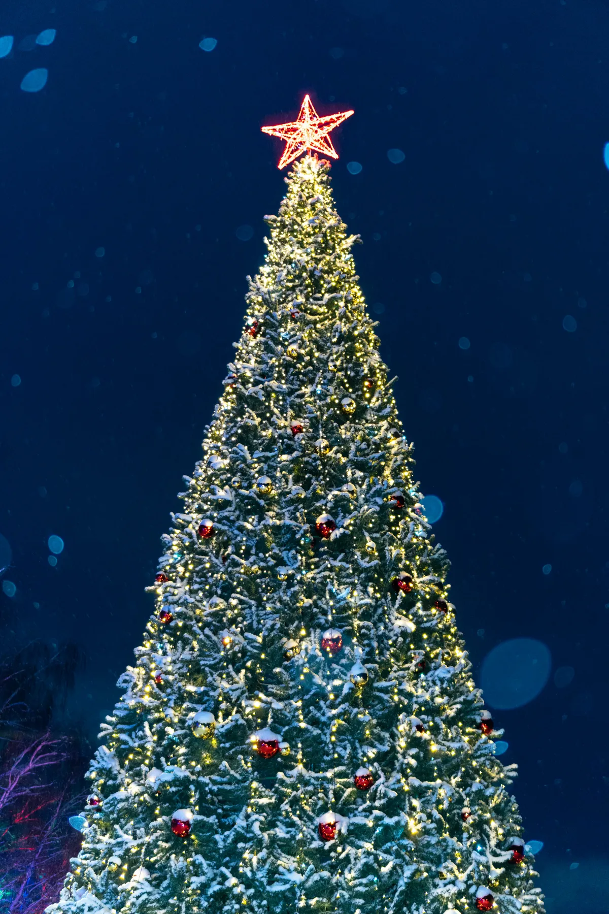 A tall christmas tree with lights and ornaments - Free Photo on Unsplash