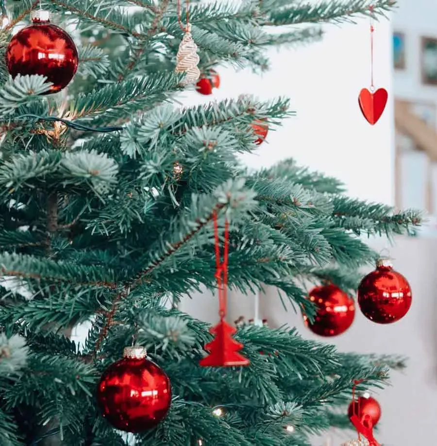 All About Your Christmas Tree: Types, Care, and Decoration Tips | Triangle  Gardener Magazine