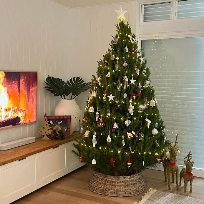 Big Christmas Tree Waitlist - 2025 (Closed) – Merlino's Christmas Trees