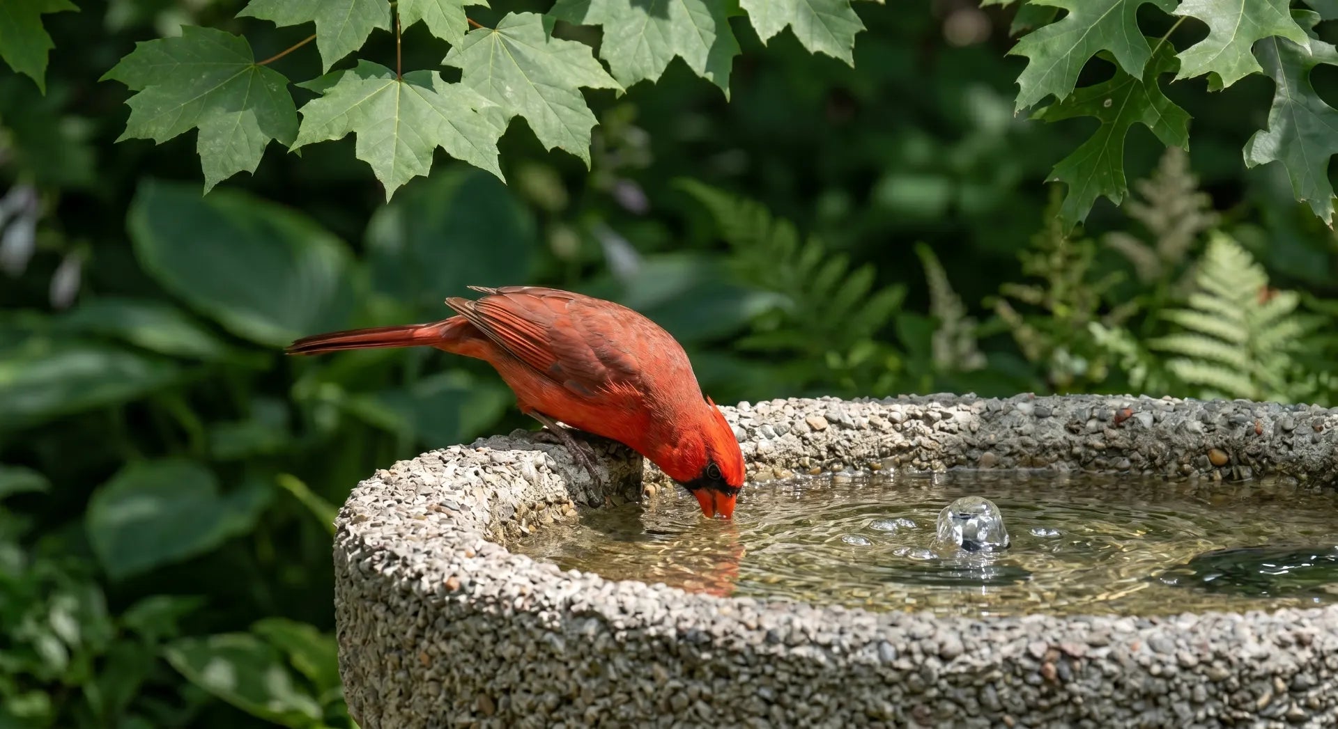 Bird Bath Depth & Safety Guide: Materials & Pet Risks – Water Fountain online