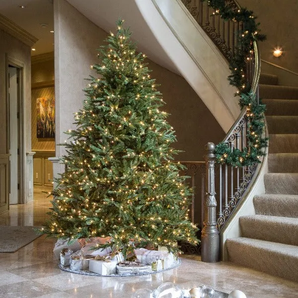 Buy Fraser Fir Christmas Trees Online