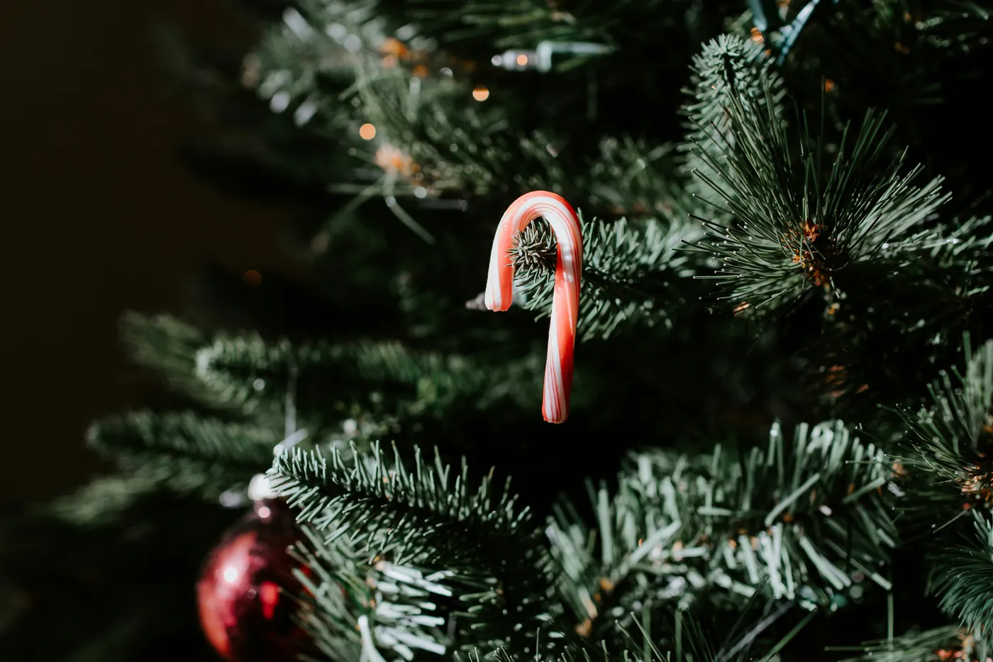 Candy cane on a Christmas Tree branch
