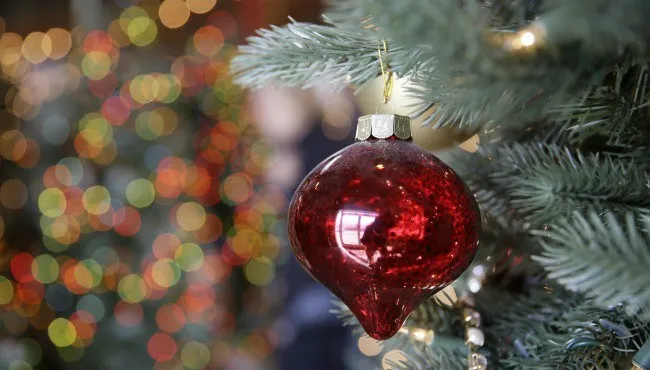 Christmas tree farmers combat popularity of artificial trees