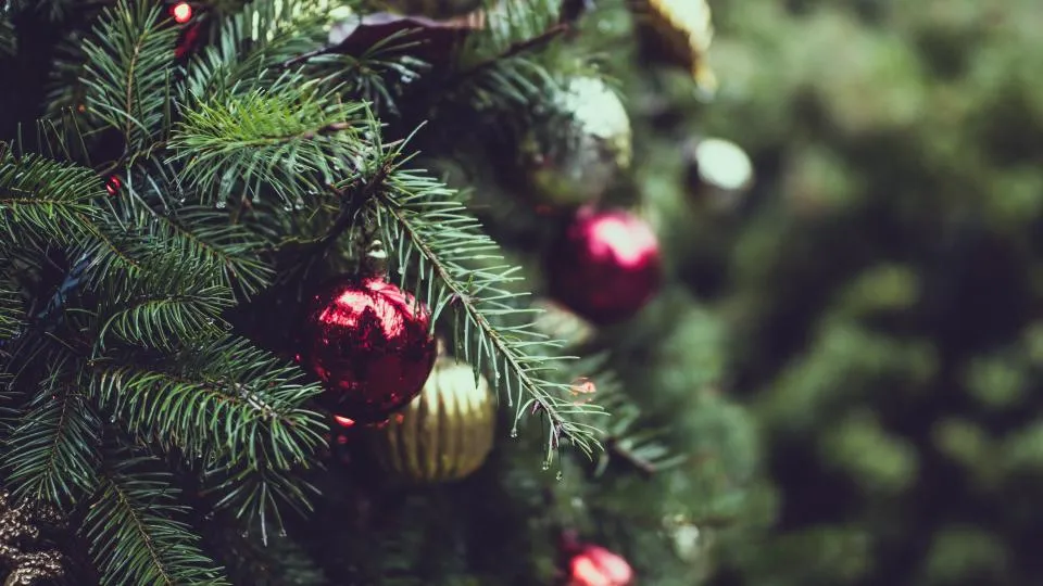 Christmas Tree Free Stock Photo - StockSnap.io