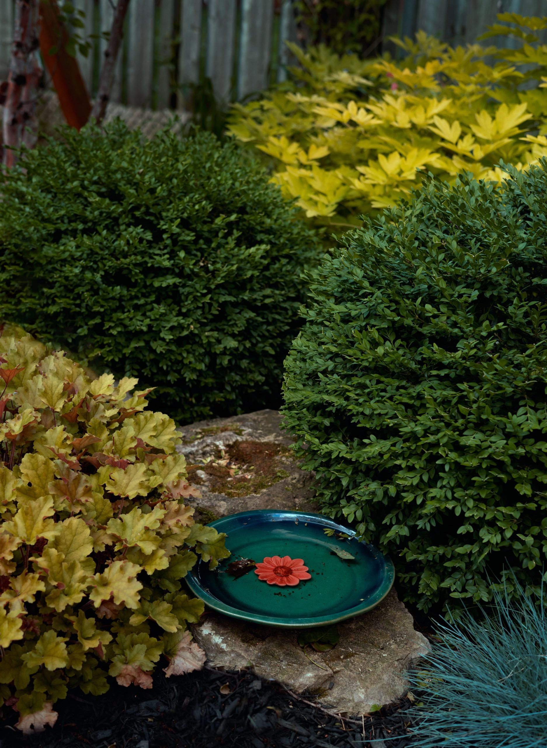 Close-up of a lush garden featuring various green plants and a decorative bird bath.