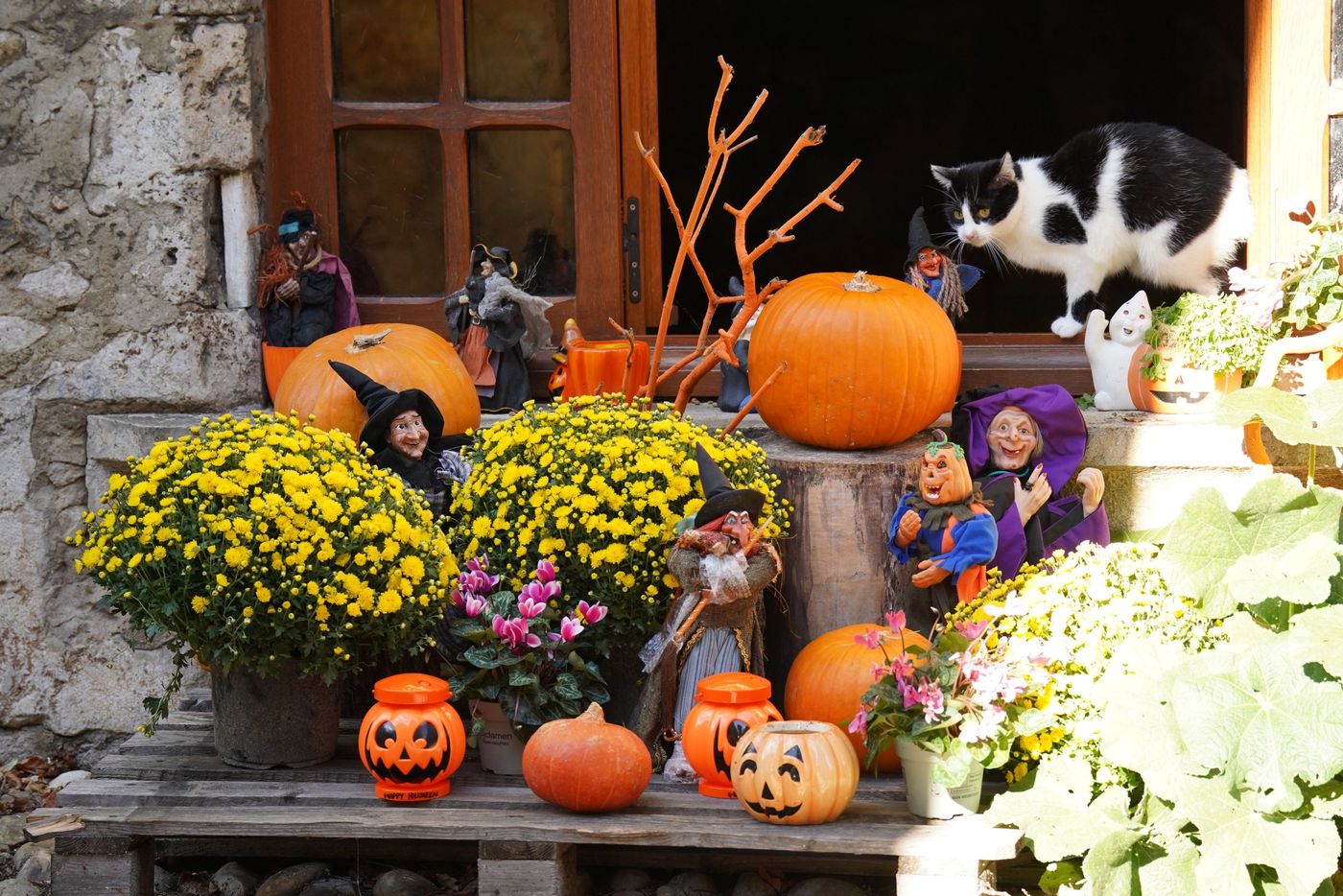 Cozy autumn Halloween display with pumpkins, flowers, witch figurines, and a curious cat in a rustic setting.
