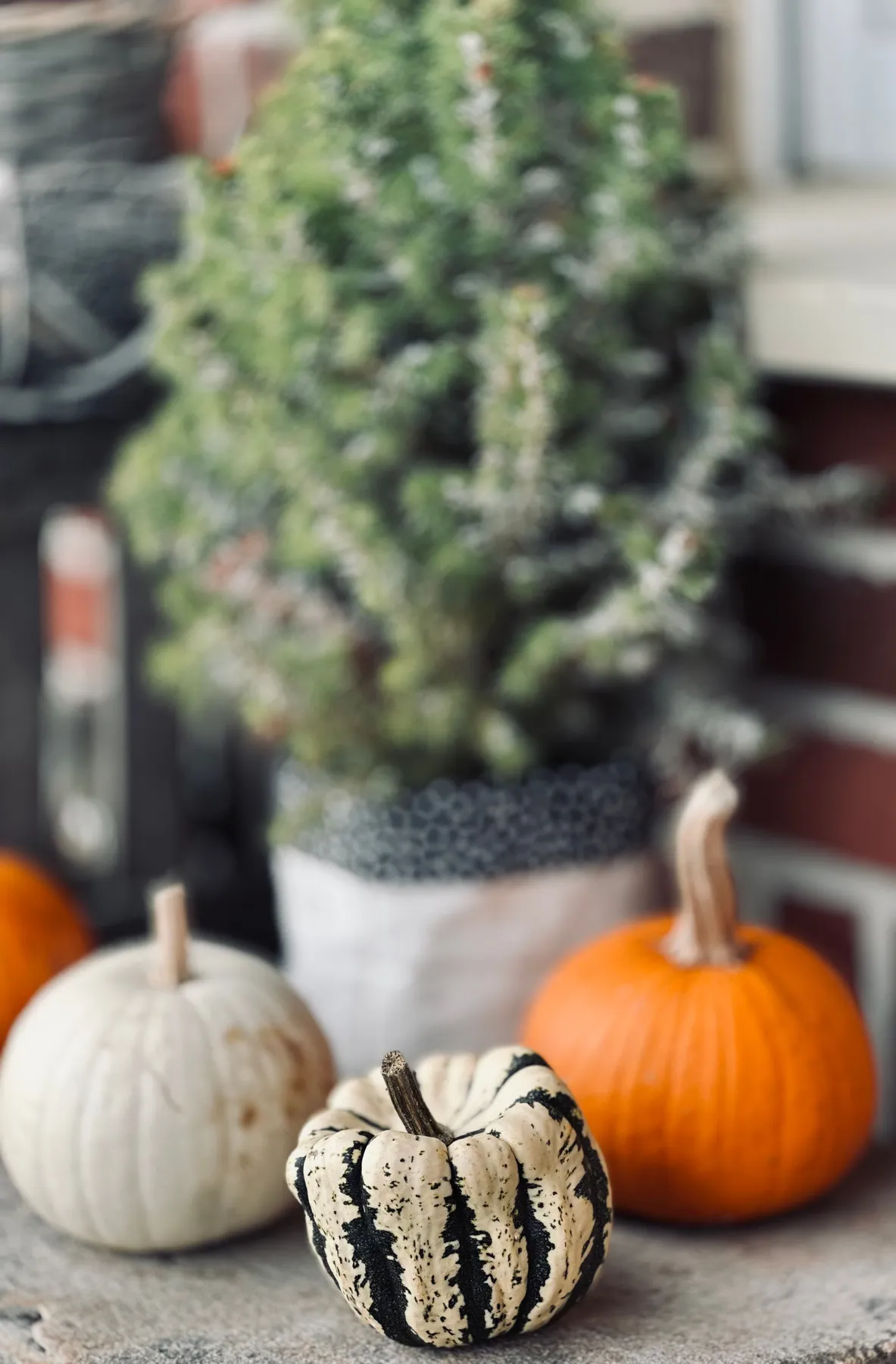 Decorative pumpkins with a small pine create a serene autumn scene.