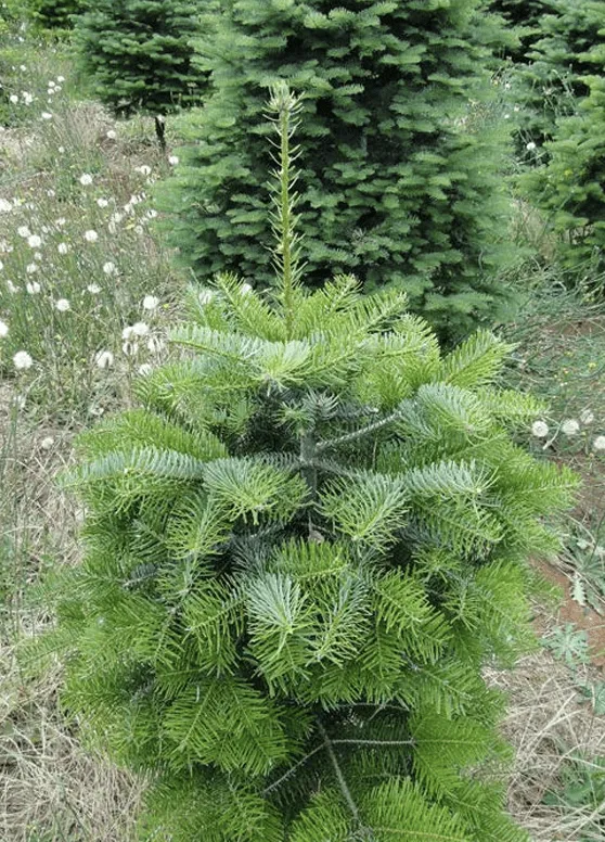 Developing quality Christmas trees in the Pacific Northwest | OSU Extension Service