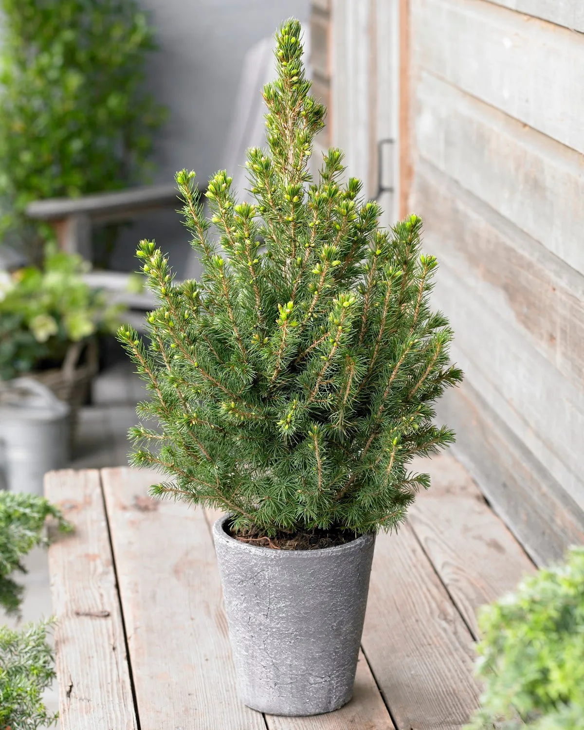 Dwarf Trees: Top 4 to Grow Indoors and Beyond – BrighterBlooms.com