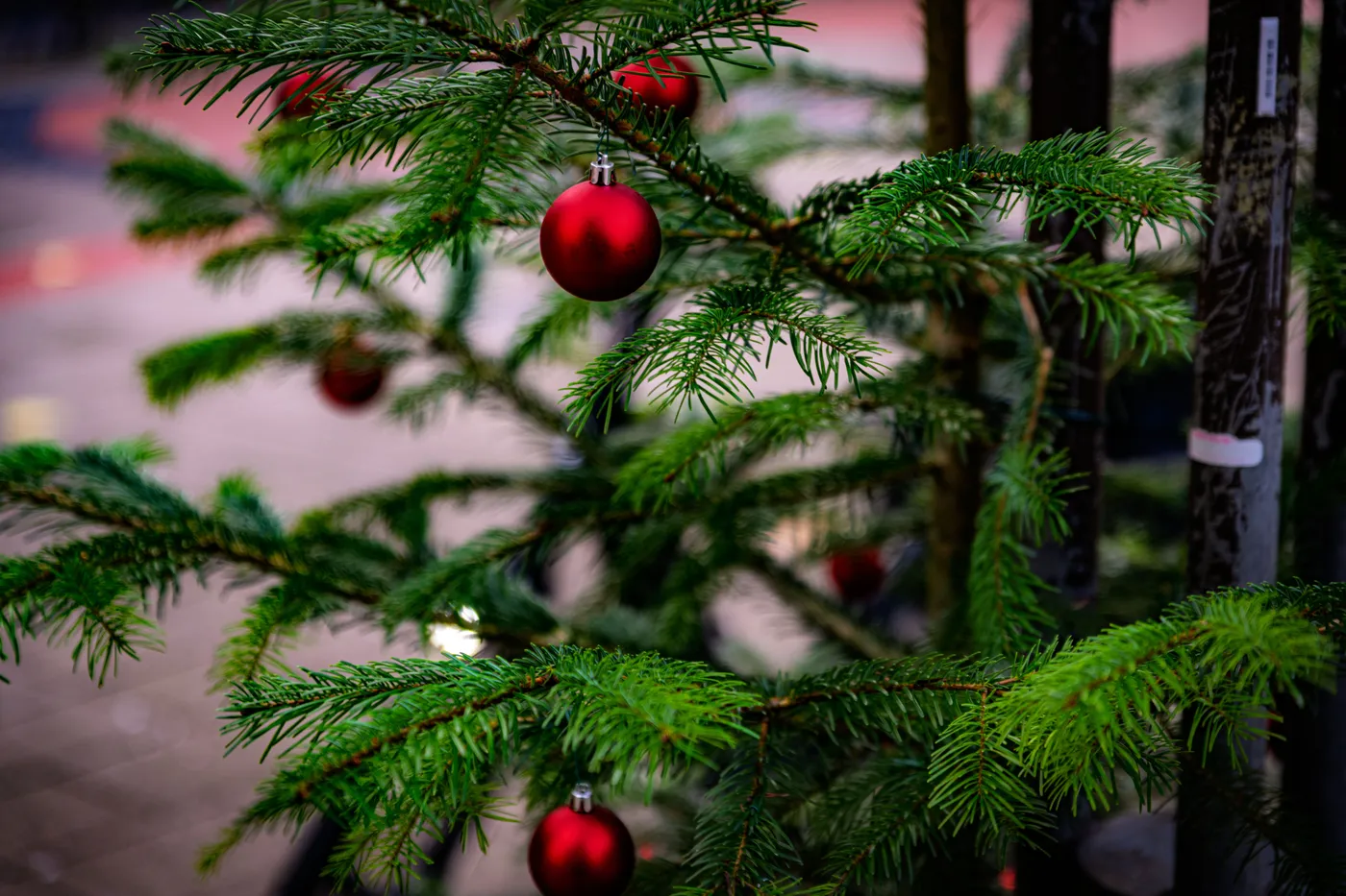 Festive Christmas Tree Branch with Red Ornaments · Free Stock Photo