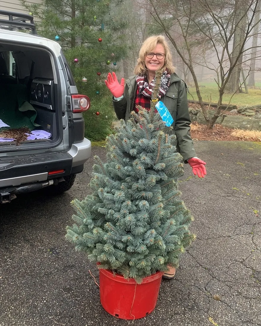 Garden Dilemmas, Delights & Discoveries, Ask Mary Stone Ellie's Living Christmas Tree| Mary Stone