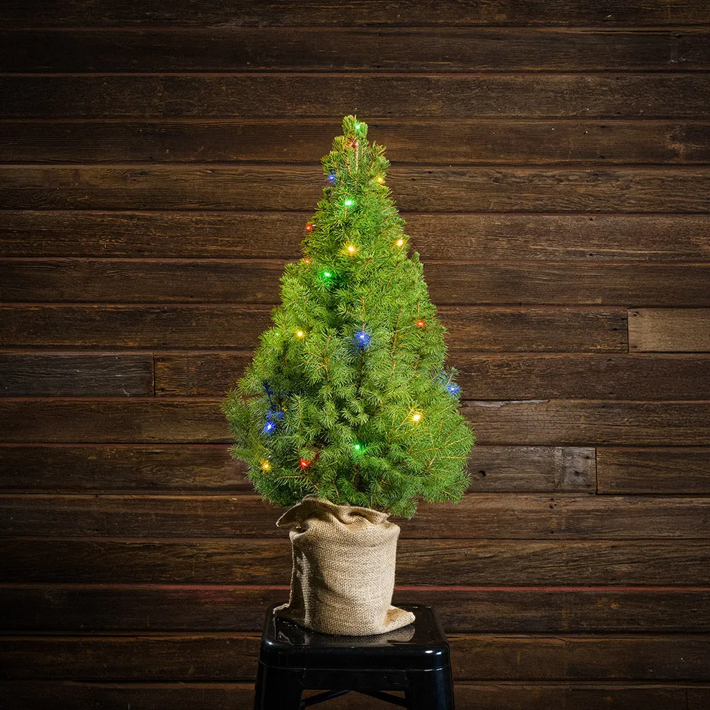Glowing Farmhouse Tabletop Christmas Tree with Lights – Lynch Creek Farm