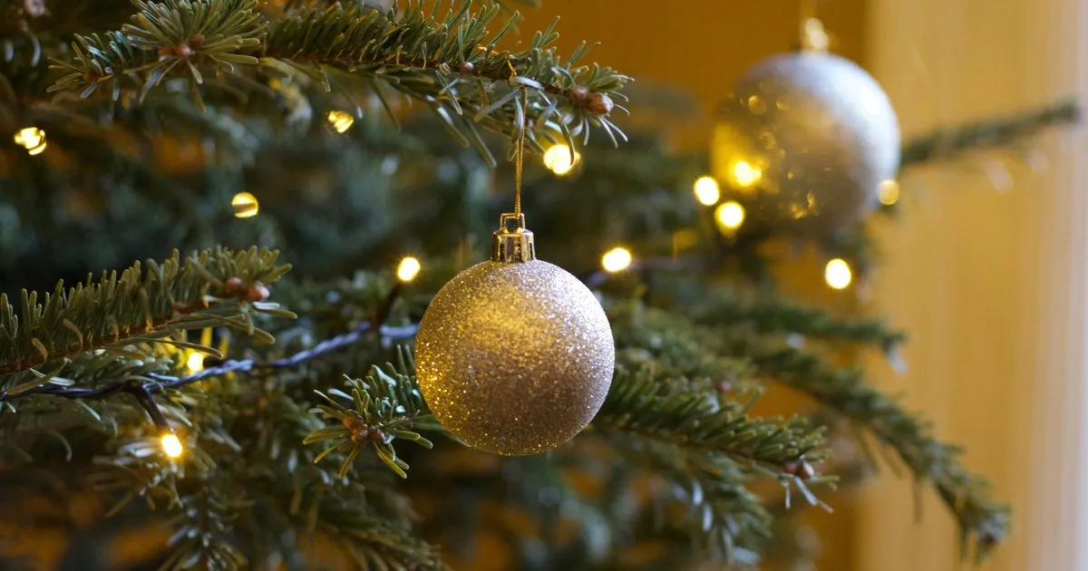 Here's where you can buy a live Christmas tree in Philly | PhillyVoice