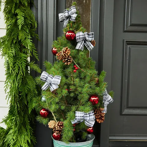 Holiday Magic: Mini Christmas Trees from Lynch Creek Farm