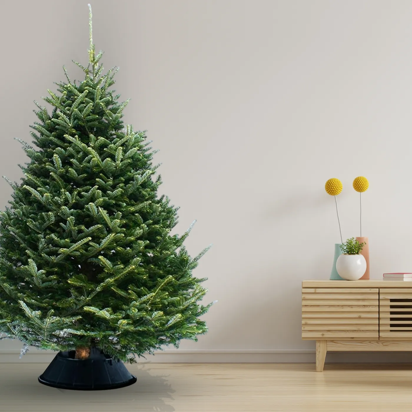 Homegrown Garden Centre Fraser Fir Fresh Cut Christmas Tree - Homegrown Garden Centre