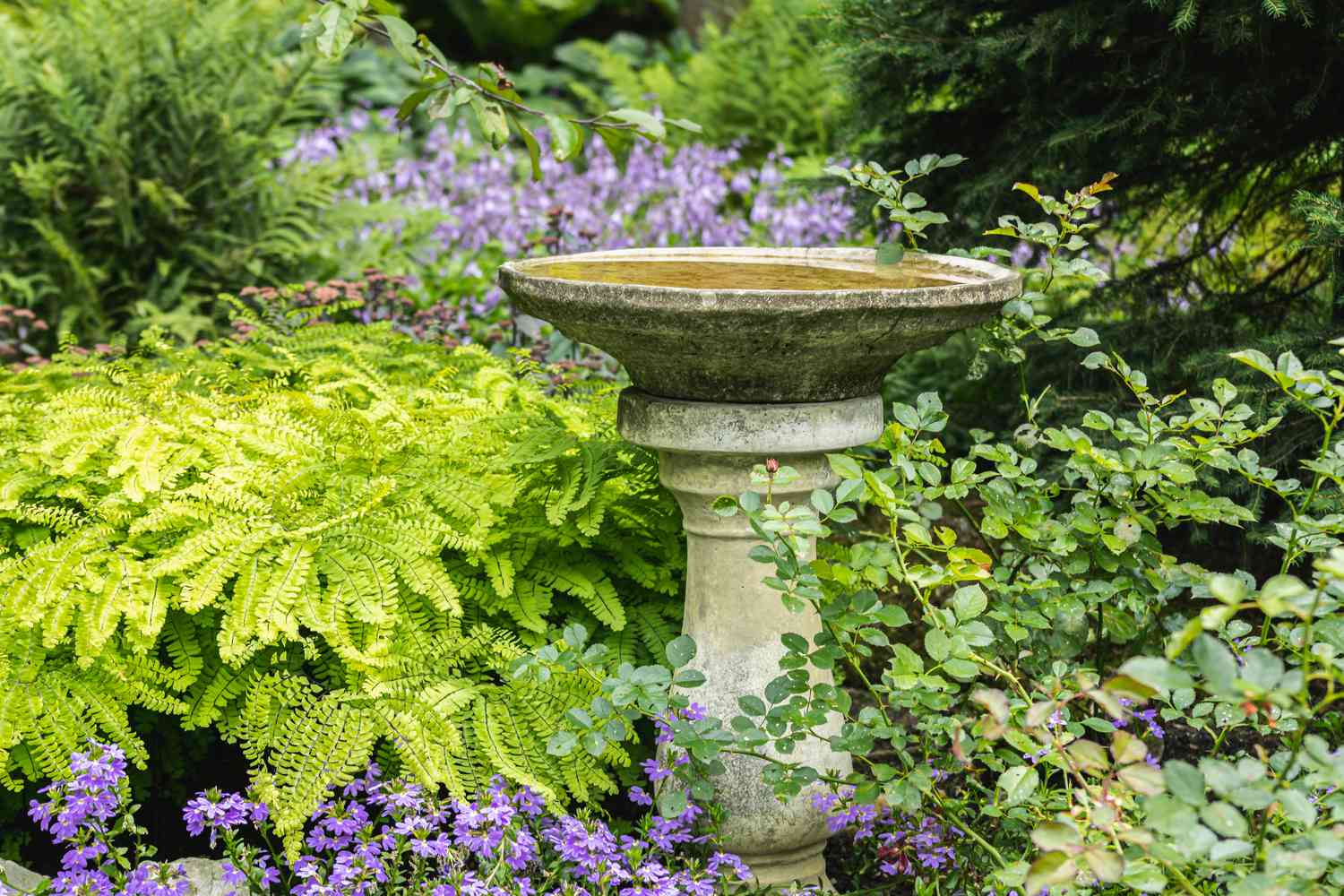 How to Position Bird Baths