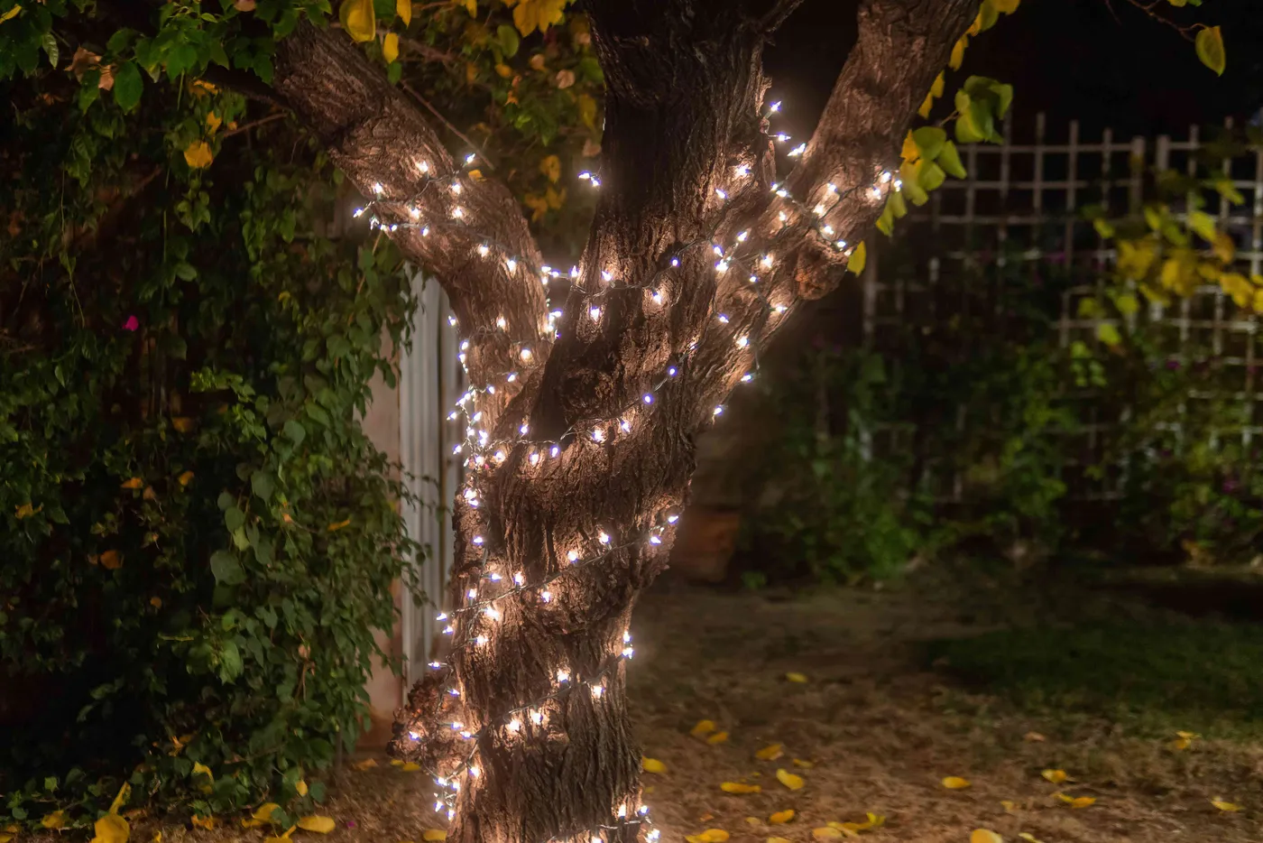 How to Wrap Trees With Outdoor Lights