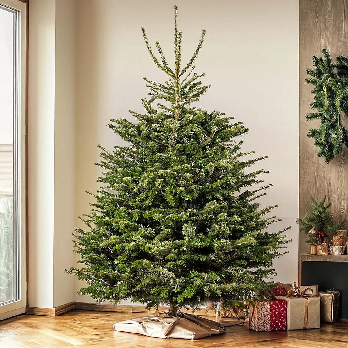 Nordmann Fir Fresh Cut Christmas Tree Real Live Fresh Seasonal Xmas Tree (8ft, 240cm) Delivery 16th - 20th December