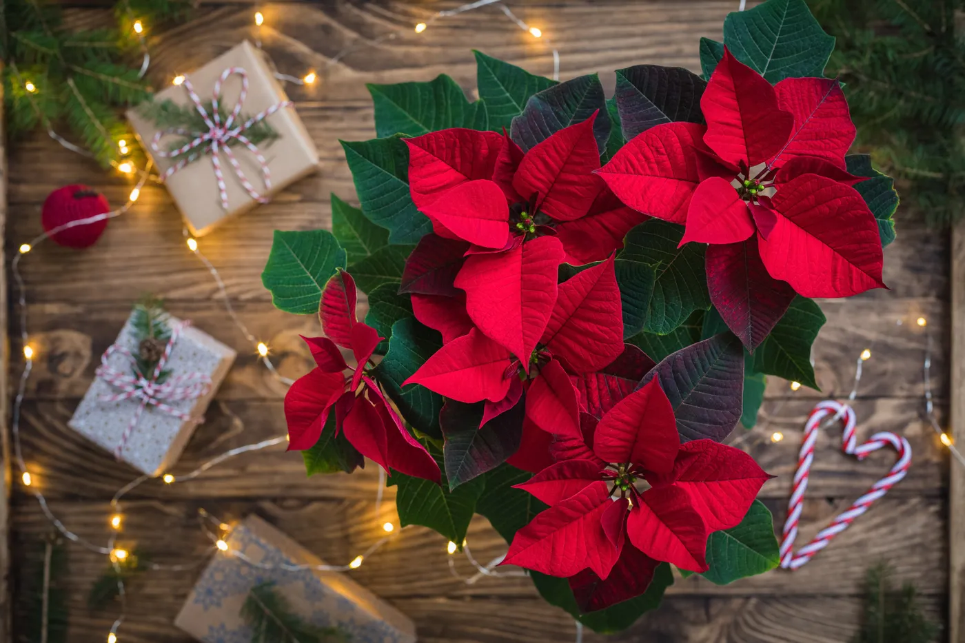 Poinsettias | Pesches Flowers & Garden Center