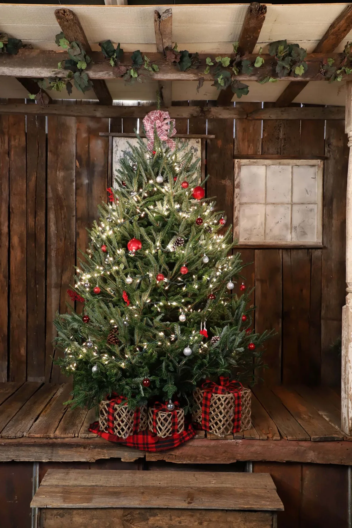 Real Christmas Tree Delivery - Fraser Fir | Wishon Evergreens