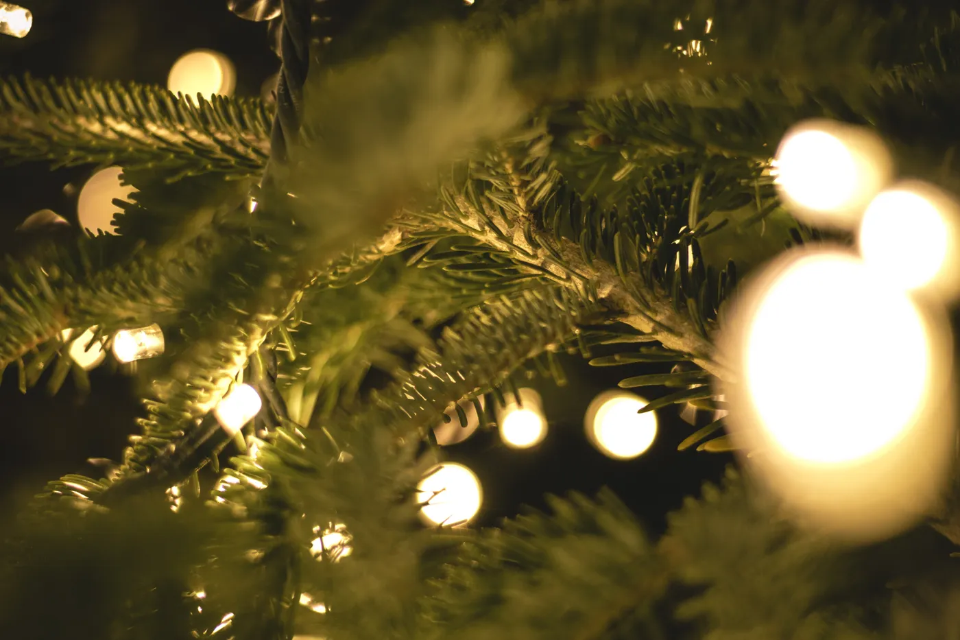 Real Christmas Tree Pricing and Budget