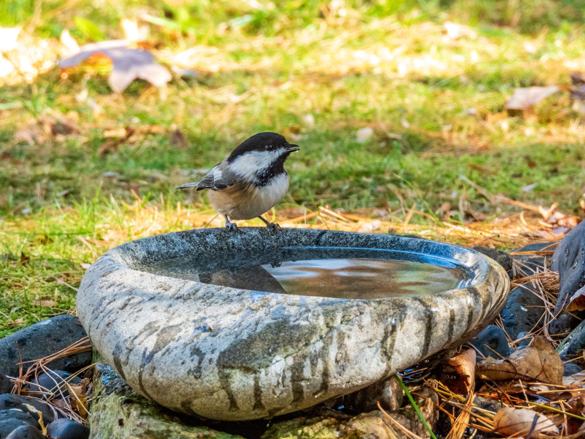 River Stone Bird Baths – Dances With Stone
