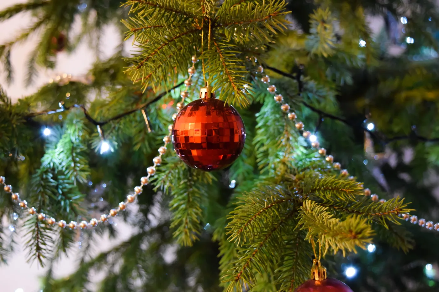 Royalty-Free photo: Red Baubels Hang on the Christmas Tree | PickPik