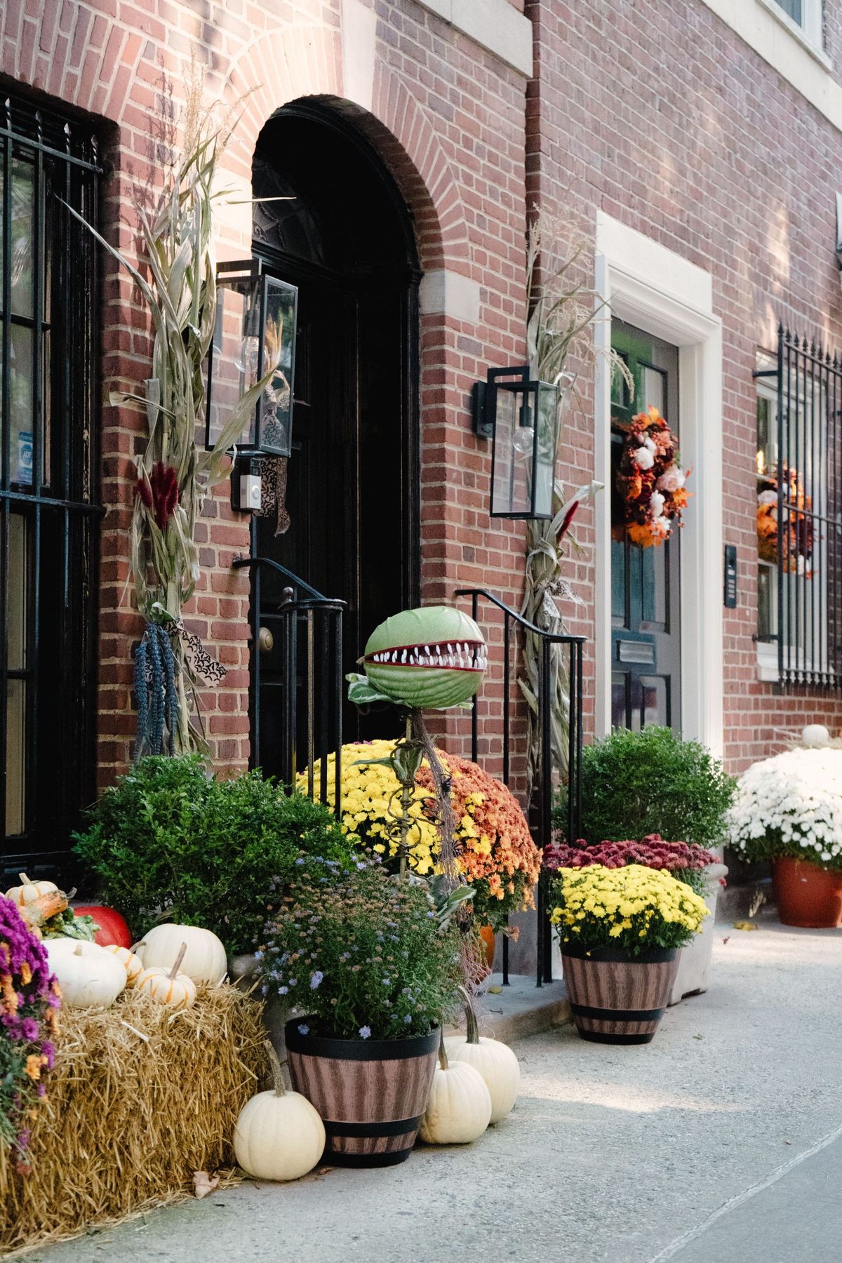 Rustic autumn decor with vibrant mums, pumpkins, and corn stalks on an urban doorstep.